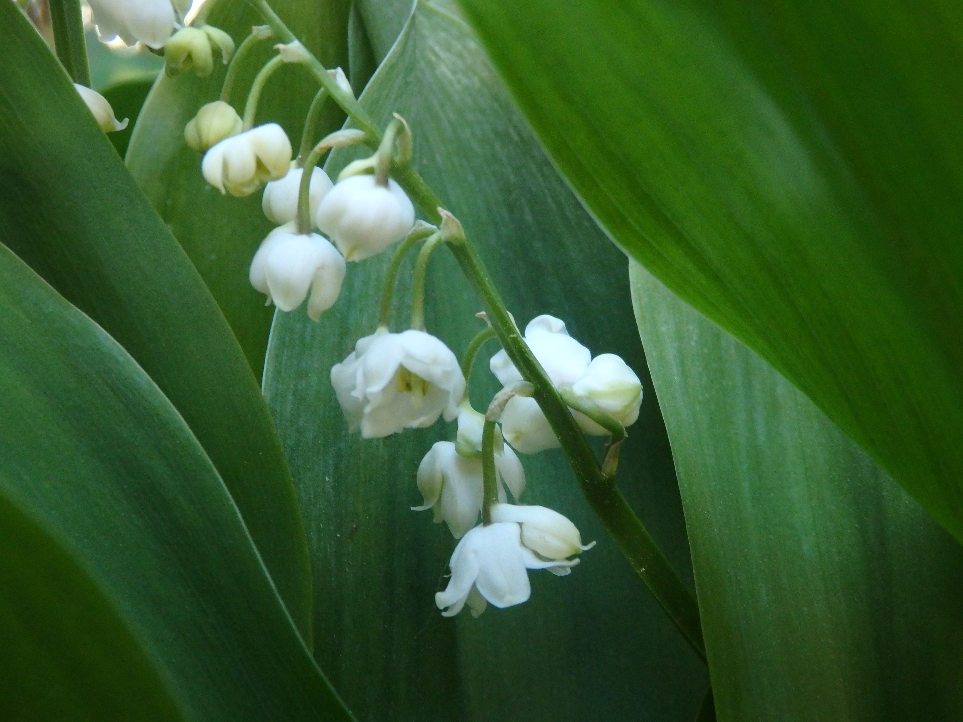 我が家のスズラン4品種 | Kimi.teaの花日記 - 楽天ブログ