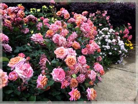 ローズ&グラスガーデン