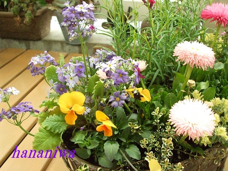2012_0228トレッサ用寄せ植えとクレマチスの講座とカ0009.JPG