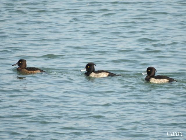 キンクロハジロ なぜか群れにスズガモのメスが混ざっています いねねの趣味三昧 昆虫 野鳥 古寺巡り 読書 木工 語学など 楽天ブログ