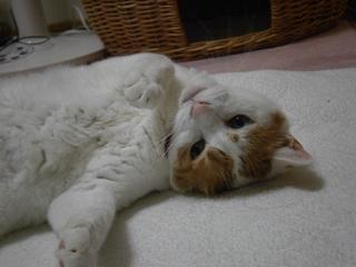 maruko