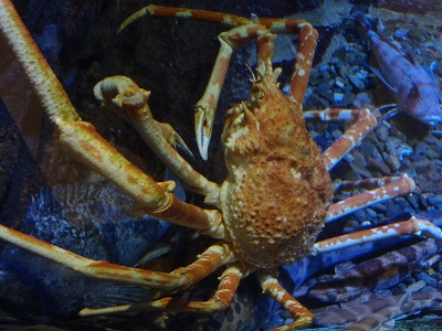 和歌山県立自然博物館2014年12月下旬4　タカアシガニ