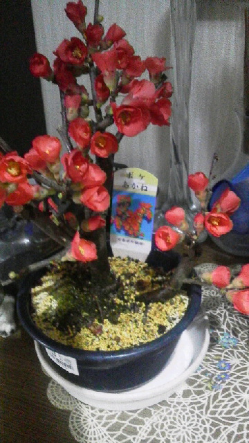 ボケの花