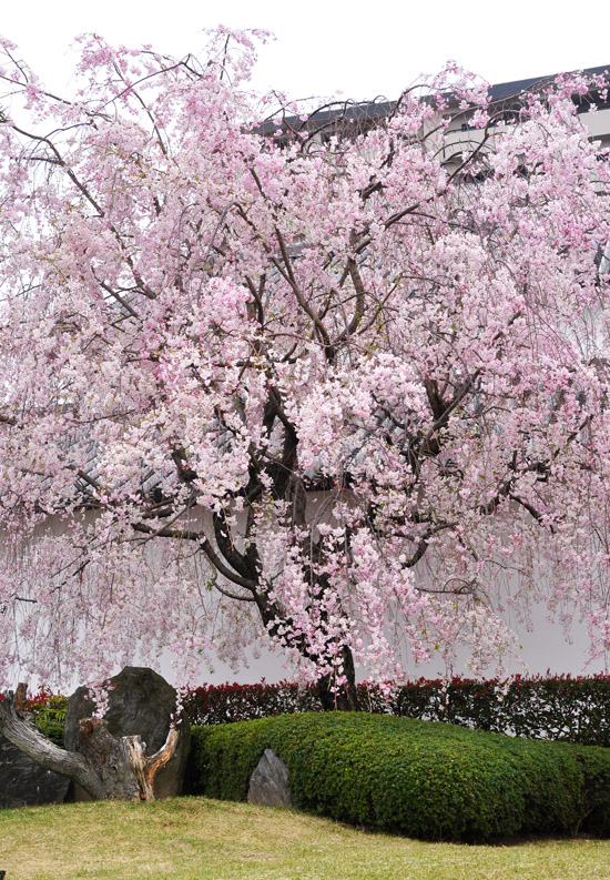 桜３