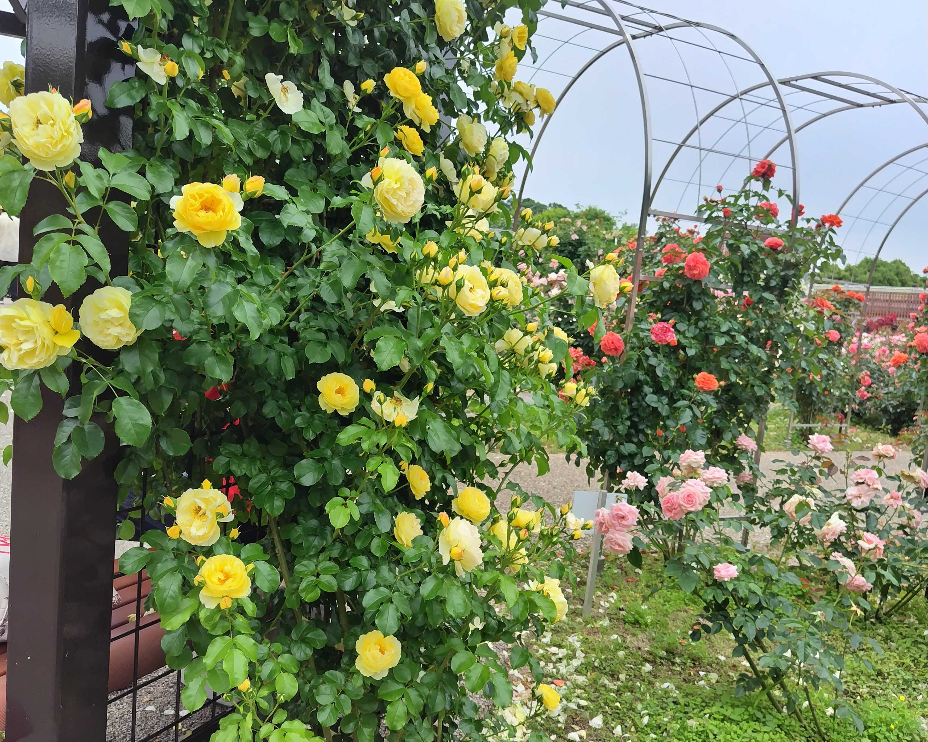 薔薇とガーデニングとお気に入り