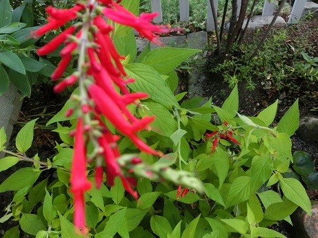 サルビア・エレガンス・ゴールデンデリシャス