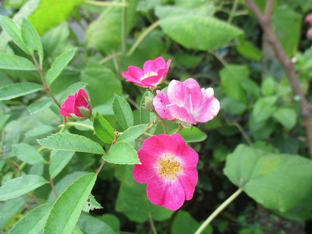 IMG_8986ss.jpg