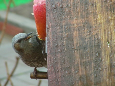 2017-04-22hiyo2 (1).JPG