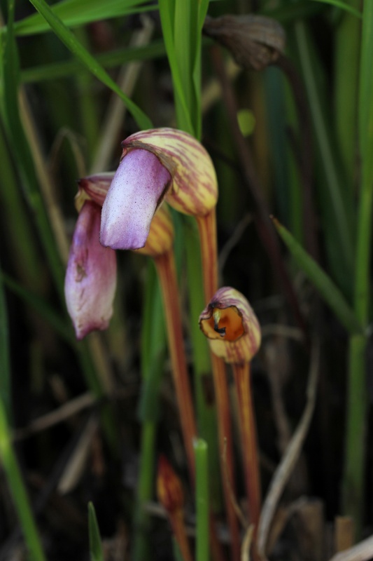 植物園の花_004.jpg