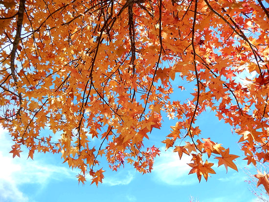 紅葉５