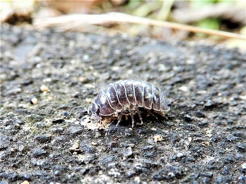 ダンゴムシ みたい な 虫 第1回 苗が食べられた 茎がかじられた こんな症状の時どうする 病害虫トラブル110番 野菜編 読みもの サカタのタネ 家庭菜園 園芸情報サイト 園芸通信