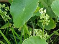 誕生花のないウォーターマッシュルームの花言葉 希望 丸い葉がキュートな水陸両生植物 弥生おばさんのガーデニングノート 花と緑の365日 楽天ブログ 誕生花のないウォーターマッシュルームの花言葉 希望 丸い葉がキュートな水陸両生植物 弥生おばさんのガーデニングノート 花と緑の365日 楽天ブログ