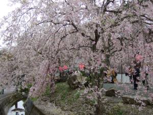 しだれ桜