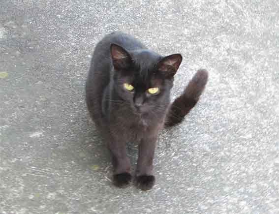 我が家のニャンコ♪2015/9/14-3