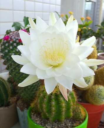 ダイソーサボテン達のお花 こぢんまりベランダ園芸やってます 楽天ブログ