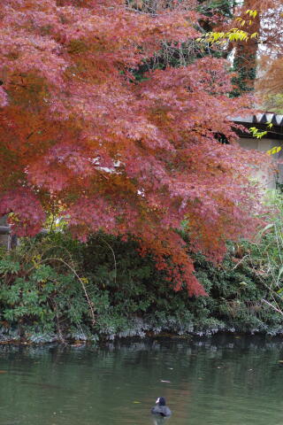 井の頭恩賜公園の紅葉