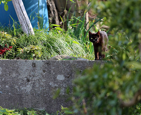 我が家のニャンコ♪2014/04/29-3