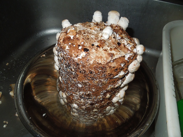 DSCN1711.JPG