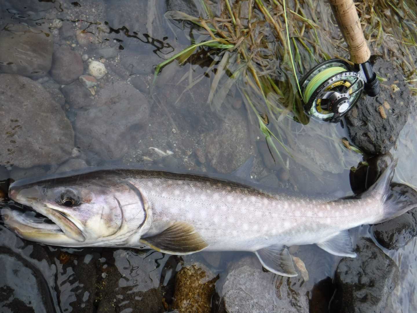 木彫　魚　アメマス 3/19 良型アメマス 58cm！ 今年初ニジマス | flyfisher J の I LOVE