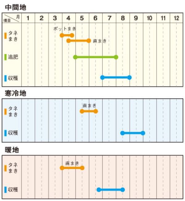 トウモロコシの育て方 大好き 家庭菜園 楽天ブログ