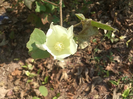 綿の花