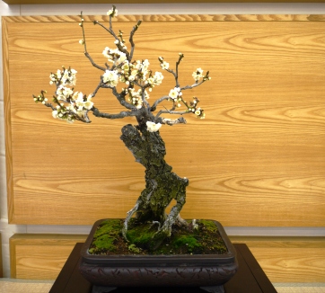 盆梅展０４