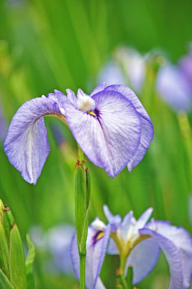 菖蒲５