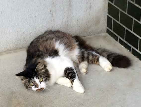 我が家のニャンコ♪2015/11/21-3