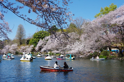 井の頭恩賜公園にて