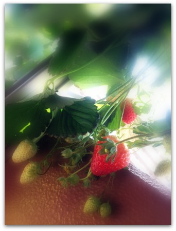 Strawberry 2.jpg