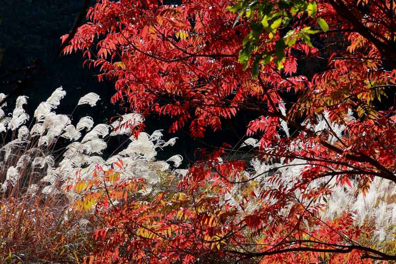 万博記念公園_006.jpg