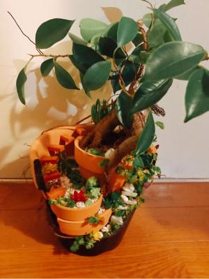 Ficus ガジュマルとか 実生 有 かえる商会 楽天ブログ Ficus ガジュマルとか 実生 有 かえる商会 楽天ブログ