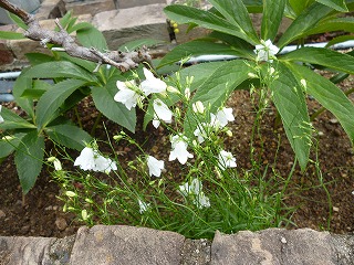 P1200849ss.jpg