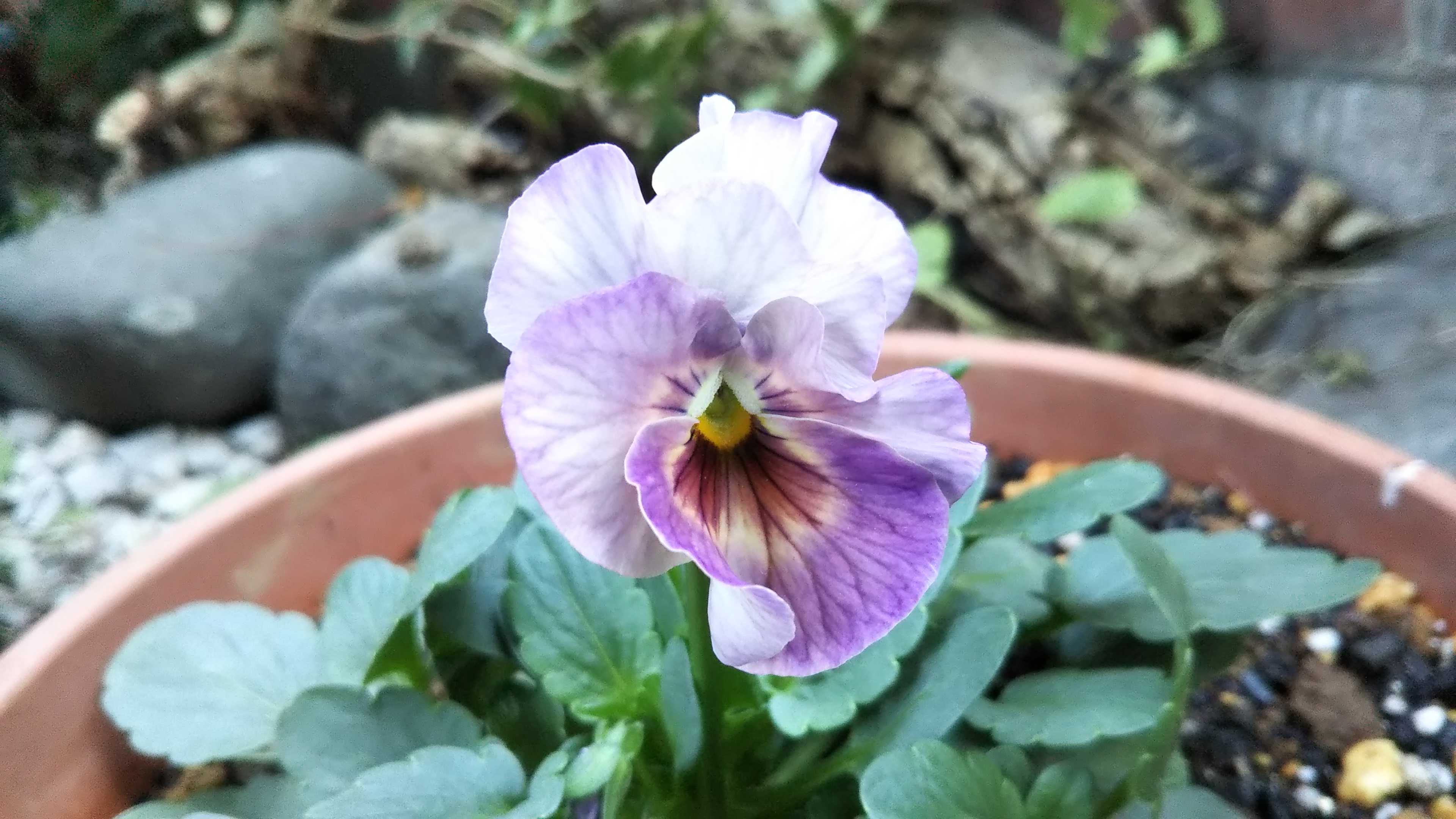 シエルブリエの寄せ植えと単独植えしました | シェードガーデンと猫