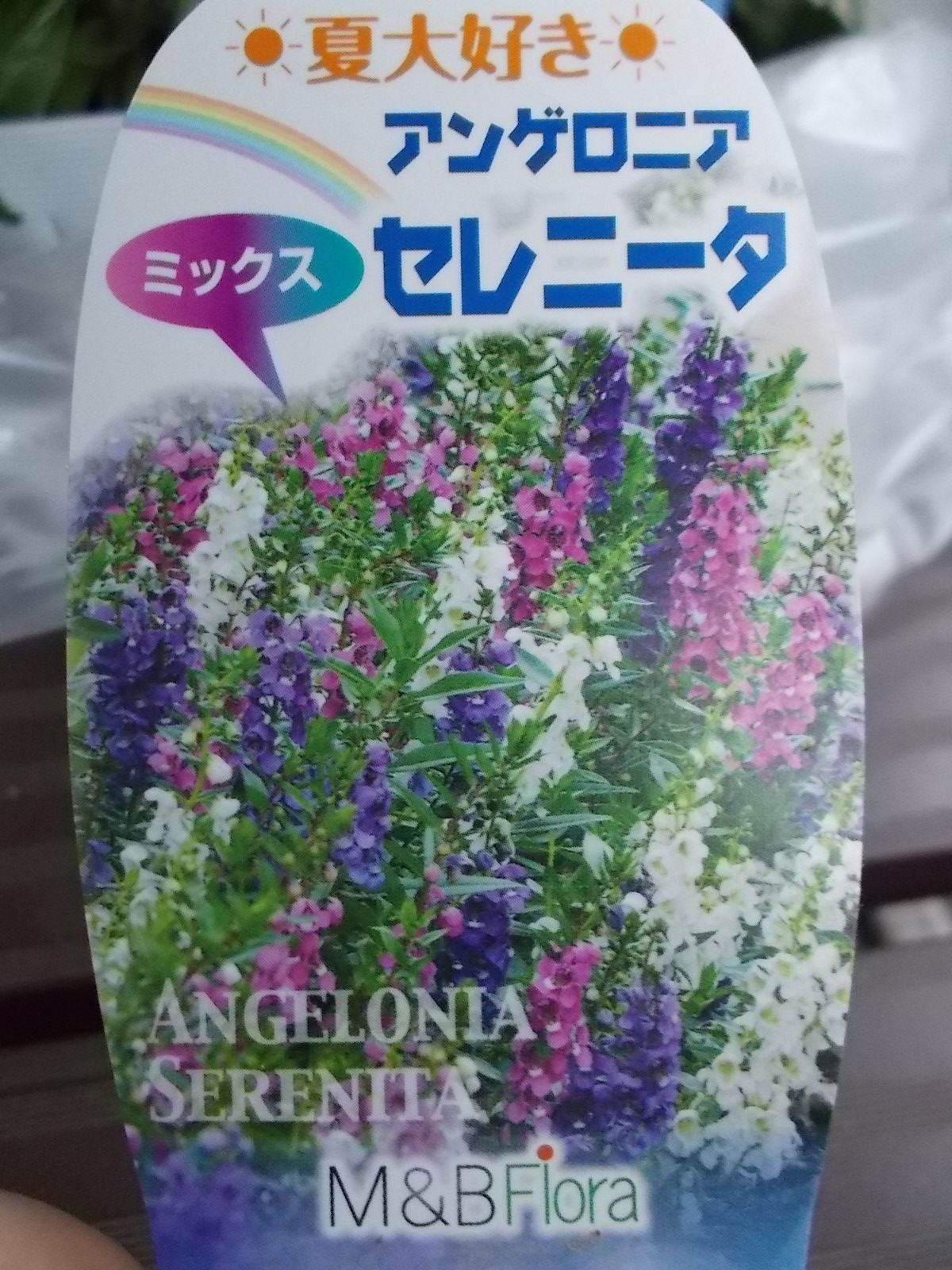 アンゲロニアを買ってきました バラを咲かせることが好き 楽天ブログ