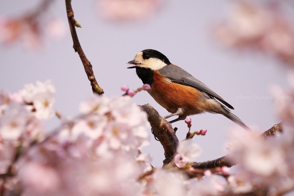 ヤマガラと桜 | natural feeling - 楽天ブログ