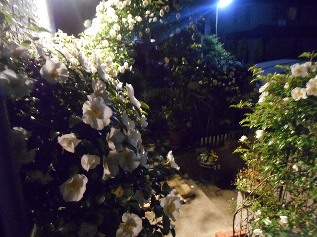 DSCN0272.JPG