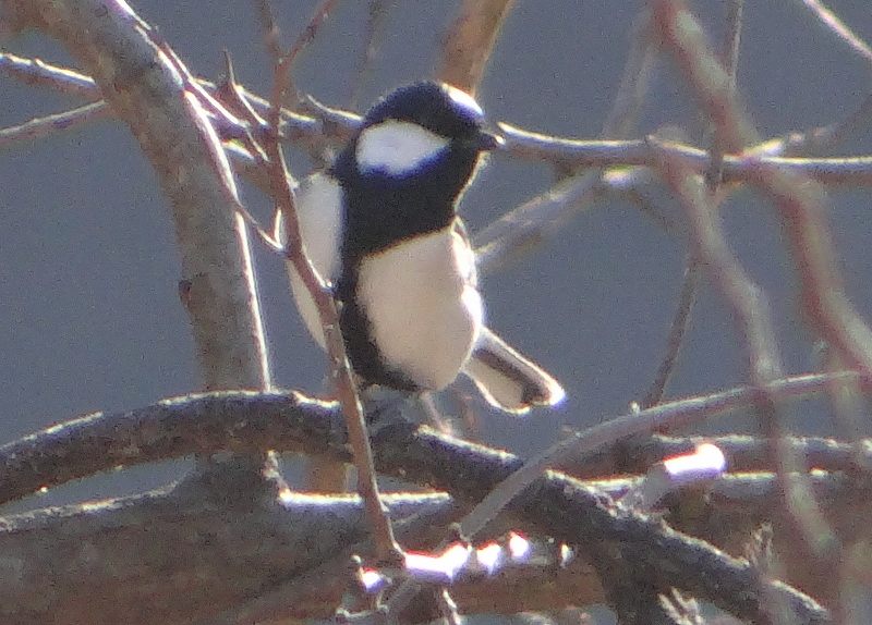 DSC08204 (800x574).jpg