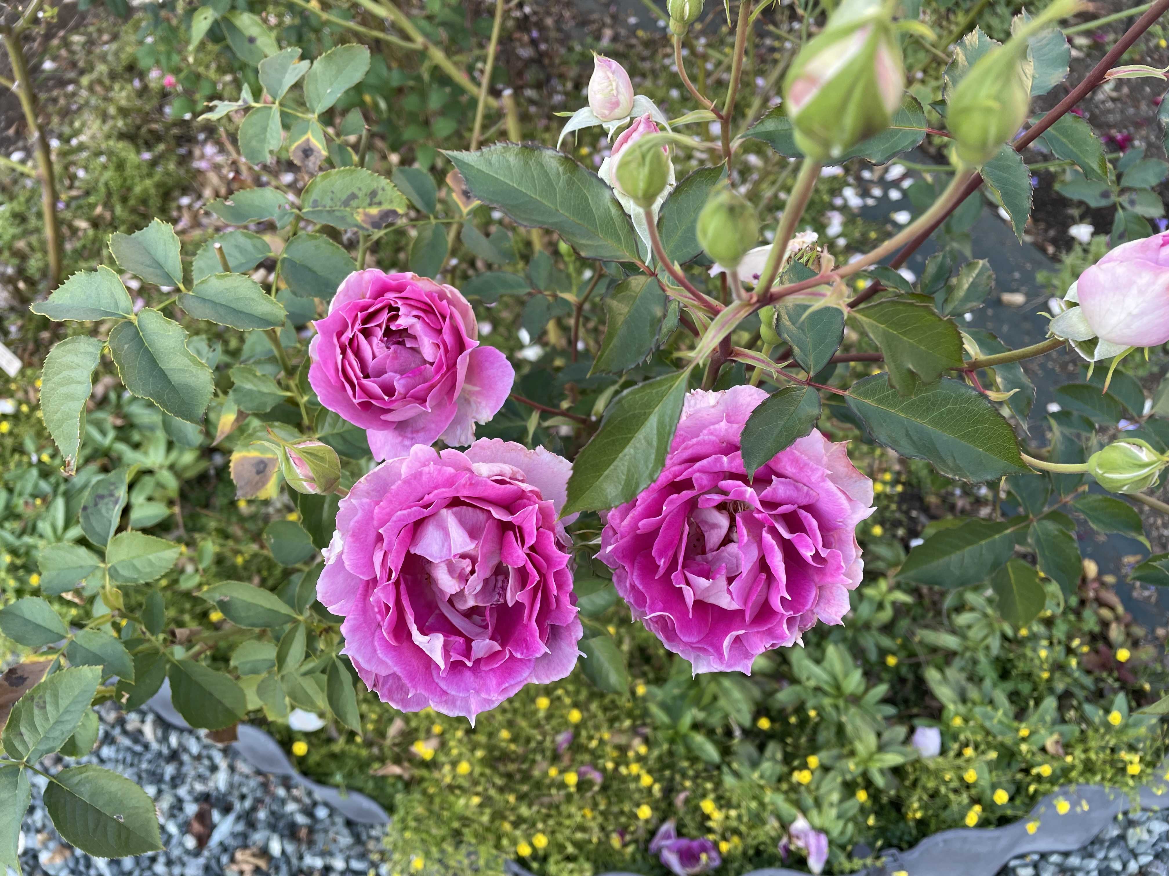 ゴージャスなコリンクレイヴン ばらと猫とフラメンコ 楽天ブログ