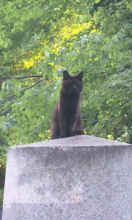 お寺の猫１.jpg