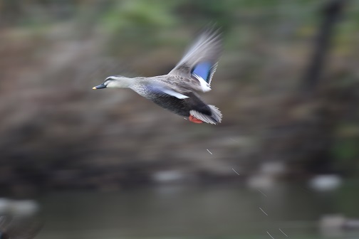 DSC_04801.jpg
