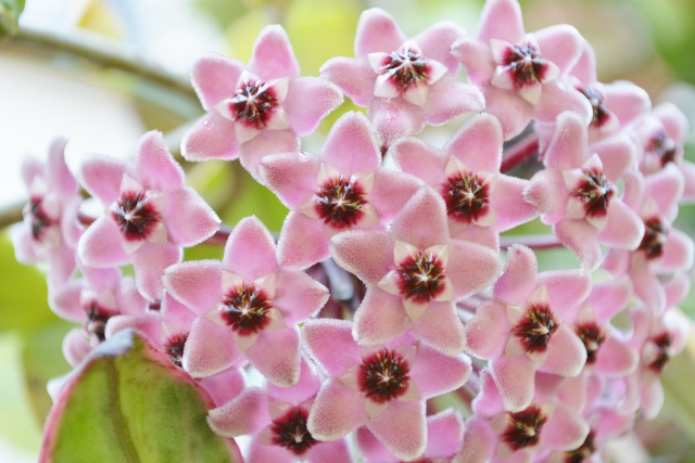 サクララン (6) (2400x1600) (640x427).jpg