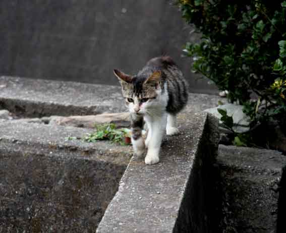 我が家のニャンコ♪2013/11/8-2