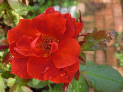 薔薇ホットココア