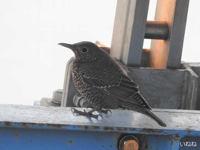 イソヒヨドリ♀2020年11月11日