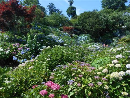 花のお寺「本勝寺」の紫陽花