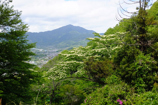 DSCF5396.jpg