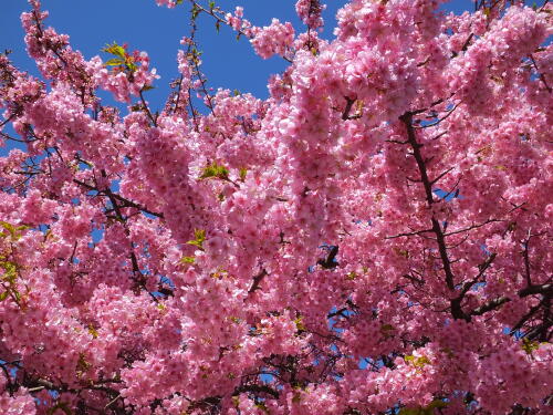 三浦海岸の河津桜