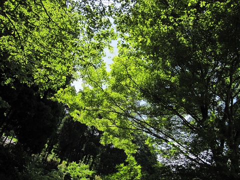 midori1