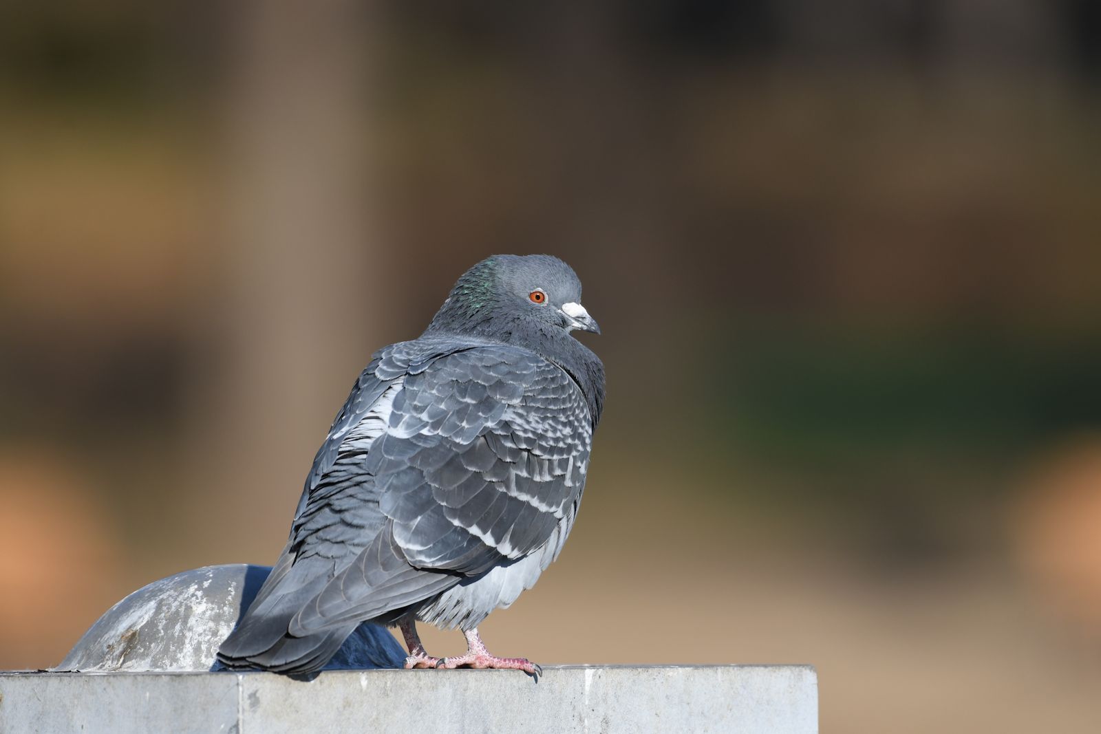 灰色のハト ハト来たるらし : ミカンセーキ